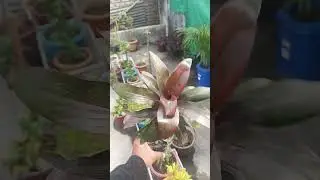 New decoration plant in my garden#shortvideo