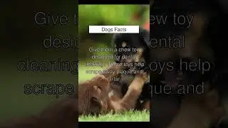 Easy Teeth Cleaning for Happy Dogs #shorts #ytshorts #dogs #dogsfacts #Quickfeelfact