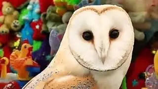 Maau ve a la novia del búho