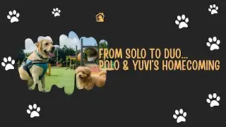 From Solo to Duo... Polo & Yuvi&rsquo;s Homecoming...Welcome of our pets in our home...
