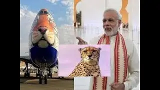 chitah in india | chitah return wild cheetah will return to india after 7 decades
