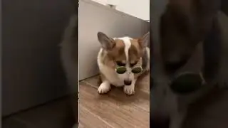 Cute and funny dog wearing glasses #shorts #funny #cute #dog #vines #puppy #viral