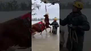 Helicopter Lifts Cow To Safety Amazing Rescue!