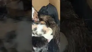 kitten dome