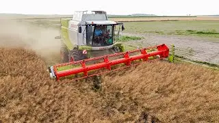 Żniwa Rzepakowe 2021🔥 CLAAS LEXION 650 │ URSUS 1014 │ URSUS 360🔥