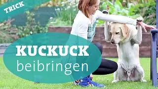 Hundetrick Kuckuck beibringen &ndash; Hund Tricks beibringen Hundekanal