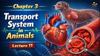 Grade 12 Biology Chapter 3 Lecture 11