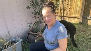 Jamerica is live! Harvesting GINGER