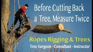 Before Cutting Back a Tree, Measure Twice