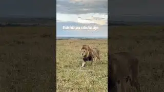Oloimina, Oloshipa and Rongai pride today evening #lion #wildlife