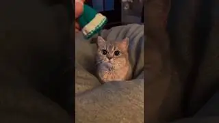 Mashallah💋🐈 #cat #cats #funny #funnyvideo #azikboom