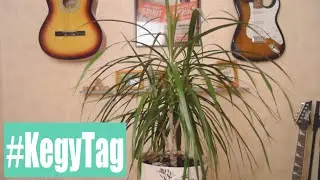 #KegyTag 16 Uhr! - Isaac - DQ8 - hack//G.U.