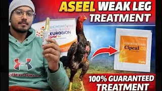 aseel weak leg treatment / tango se bethe hue kamjor janver ka elaj 