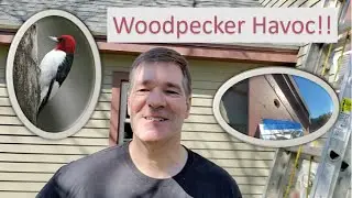 Dealing with Woodpecker Issues