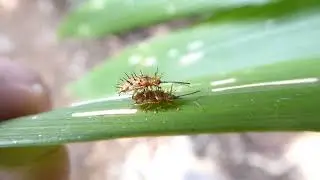 Dicladispa spec, Mang Canh forest, Mang Den, Vietnam, 4 Febr 2024