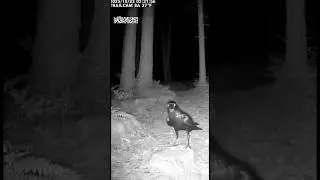 Unusual Activity CCTV Part 31 #mystery #cctv #wildlife #weirdanimal #weirdpets