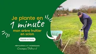 Comment planter un arbre fruitier form&eacute; en scion ?