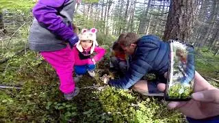 White Chanterelle Mushroom foraging with Kids in Whistler British Columbia