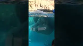 Polar Bear Henry Vilas Zoo