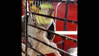 Ziggy bird 🐦