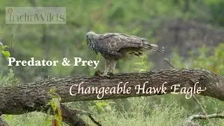 Birds of Prey: Changeable Hawk Eagle on kill