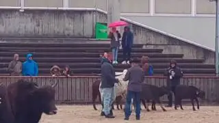 Olma 2016