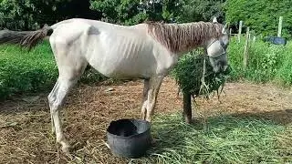#viral_video #hoses #cavalo #cavalos #fypシ #fypシ #foyu 