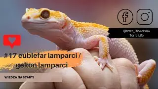 #17 Gekony Lamparcie - wiedza na start!