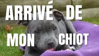 VLOG:  Arrivé de mon chiot