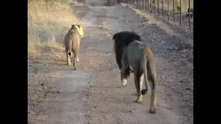If You Leave Me - Can I Come Too? - Karongwe Game Reserve - Limpopo - South Africa