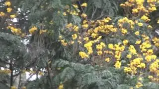 Beautiful yellow flower tree