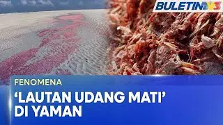 FENOMENA | Misteri Puluhan Tan Udang Mati, Terdampar Di Pantai Rizab Yaman