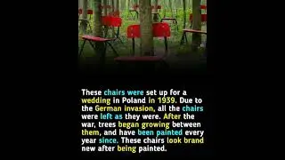 Echoes of Love and War: The Chairs That History Left Behind #chair #history