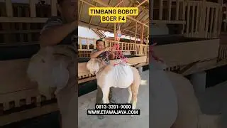 PROSES TIMBANG BOBOT KAMBING BOER JANTAN F4 DI PETERNAKAN ETAWA JAYA #etawajaya #kambingboer