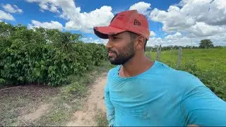 A MELHOR ÉPOCA DO ANO ESTÁ CHEGANDO/ Colheita de CAFÉ no Espírito Santo 