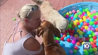 Dog groomer, daycare owner rescues pets too