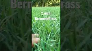 The lower the GREENER // Bermuda Grass