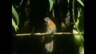 near endemic- Moustached Puffbird - Malacoptila mystacalis- puffbird- Schnurrbart-Faulvogel
