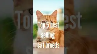Top five best selling cat breed in 2025 #shorts #facts #catblogger #catnews #catheart #catmodel #cat