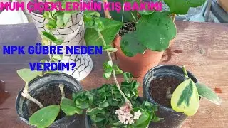 Mum Çiceklerimin Kış Bakımını Yaptım/ NPK Gübre Neden Verdim ?