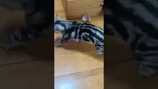 Smart Rolling Cat Toy Ball &ndash; Rechargeable, LED, Feather Tail Motion