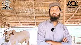Palai Service Charges at AQ Cattle Farm | Cattle Market Karachi