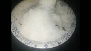 Sugar mein Ant nikal ney ka Tips.@cooking with zaibonisa.