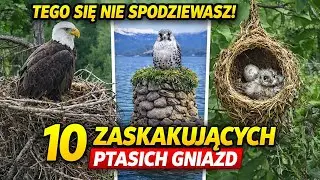 10 Ptasich Gniazd, Których Absolutnie Się Nie Spodziewasz
