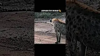 Leopard confused for looking hyena! 🤤🐅 #viralshorts #viralytshorts #short #animalshorts #leopard
