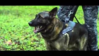 Bite Work & Tracking - AMK9 Law Enforcement