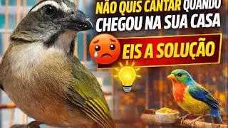 🚨 PEGOU UM TRINCA-FERRO E ELE NÃO CANTOU NA SUA CASA EIS A SOLUÇÃO ‼️