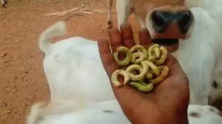 6 Advantages of feeding acacia fruits to your livestock