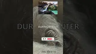🐒 Fascinating Monkey Facts: Winter Hot Springs & Coconut Helmets #monkeyfacts