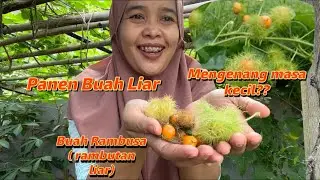 Panen Buah Liar di belakang rumah. Buah Rambusa, Di olah menjadi makanan Lezat.Buah langka.